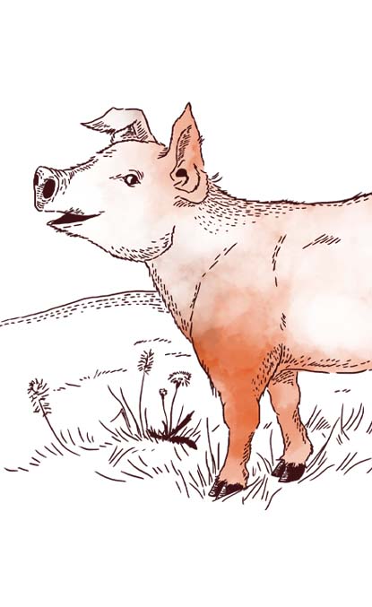 Das Duroc Weideschwein