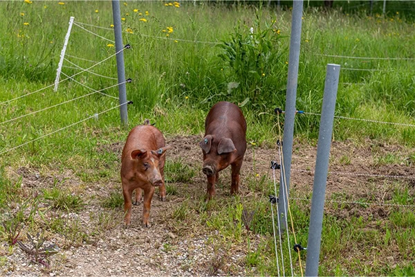 duroc-schweine Duroc Schweine auf dem Weg in den Obstgarten