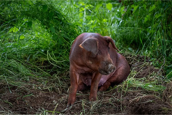 sandwirth_schwein Sandwirth Duroc Weideschwein