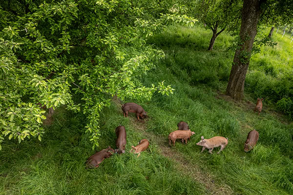 schweine_wiese Mehrere Duroc Schweine auf der Weide von oben