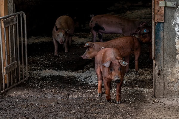 schweinestall Duroc Schweine im Stall